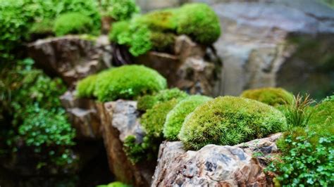 苔蘚盆景|苔蘚玻璃盆景